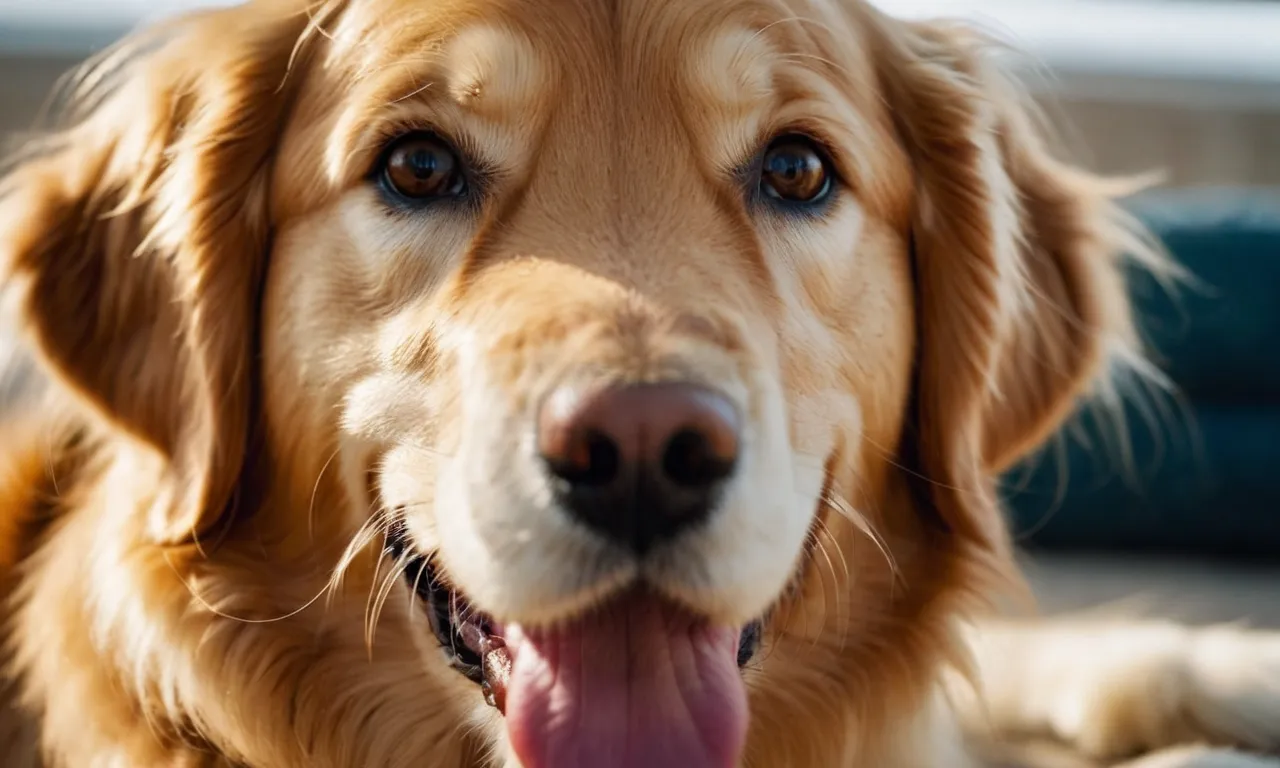 A close-up shot capturing the adorable face of a lifelike golden retriever stuffed animal, its soft golden fur and warm brown eyes perfectly replicated, exuding warmth and charm.